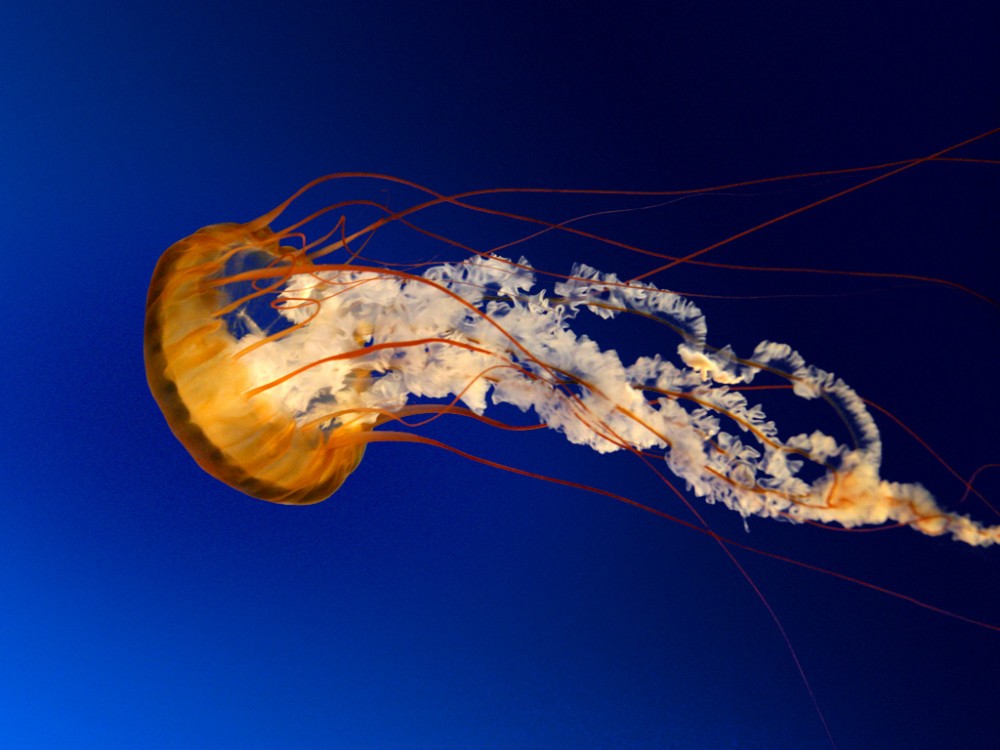 Jellyfish_2.jpg