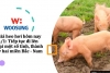 Giá heo hơi hôm nay 4/1: Tiếp tục đi lên tại một số tỉnh, thành ở hai miền Bắc - Nam