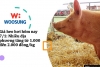 Giá heo hơi hôm nay 7/1: Nhiều địa phương tăng từ 1.000 đến 2.000 đồng/kg