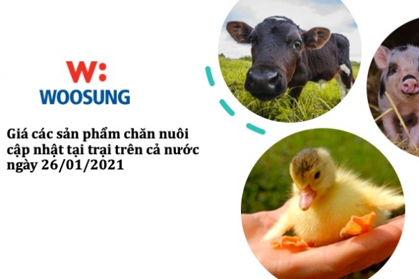 Giá các sản phẩm chăn nuôi cập nhật tại trại trên cả nước ngày 26/01/2021
