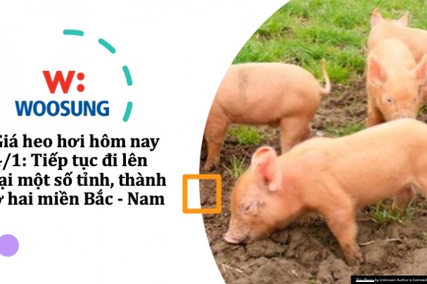 Giá heo hơi hôm nay 4/1: Tiếp tục đi lên tại một số tỉnh, thành ở hai miền Bắc - Nam
