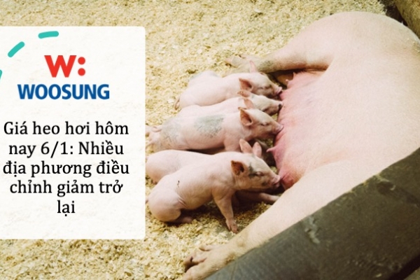 Giá heo hơi hôm nay 6/1: Nhiều địa phương điều chỉnh giảm trở lại