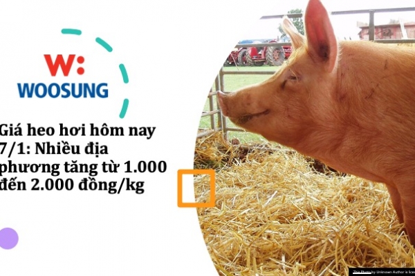 Giá heo hơi hôm nay 7/1: Nhiều địa phương tăng từ 1.000 đến 2.000 đồng/kg