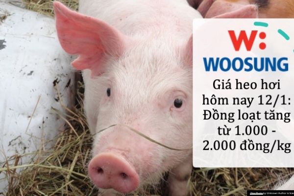 Giá heo hơi hôm nay 12/1: Đồng loạt tăng từ 1.000 - 2.000 đồng/kg