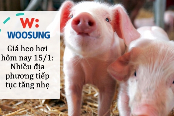 Giá heo hơi hôm nay 15/1: Nhiều địa phương tiếp tục tăng nhẹ