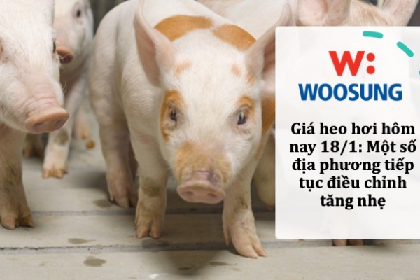 Giá heo hơi hôm nay 18/1: Một số địa phương tiếp tục điều chỉnh tăng nhẹ