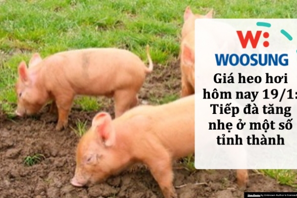 Giá heo hơi hôm nay 19/1: Tiếp đà tăng nhẹ ở một số tỉnh thành