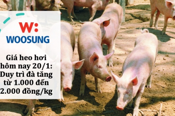 Giá heo hơi hôm nay 20/1: Duy trì đà tăng từ 1.000 đến 2.000 đồng/kg