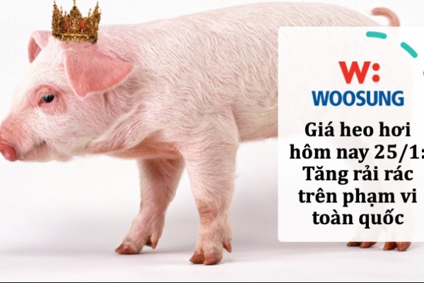 Giá heo hơi hôm nay 25/1: Tăng rải rác trên phạm vi toàn quốc