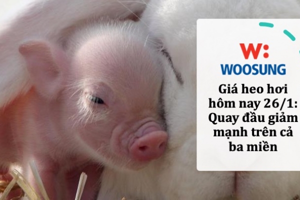 Giá heo hơi hôm nay 26/1: Quay đầu giảm mạnh trên cả ba miền
