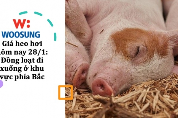 Giá heo hơi hôm nay 28/1: Đồng loạt đi xuống ở khu vực phía Bắc