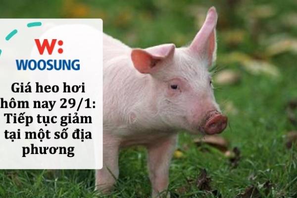 Giá heo hơi hôm nay 29/1: Tiếp tục giảm tại một số địa phương