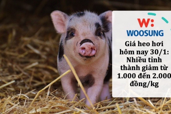Giá heo hơi hôm nay 30/1: Nhiều tỉnh thành giảm từ 1.000 đến 2.000 đồng/kg