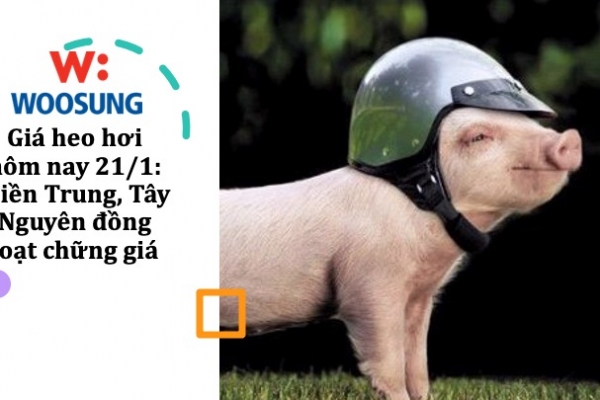 Giá heo hơi hôm nay 21/1: Miền Trung, Tây Nguyên đồng loạt chững giá