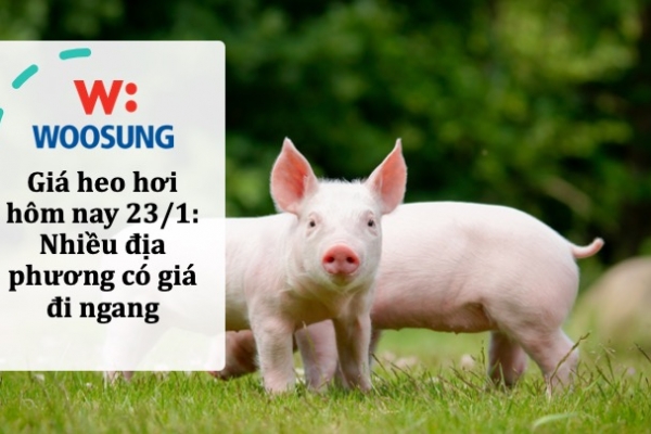 Giá heo hơi hôm nay 23/1: Nhiều địa phương có giá đi ngang