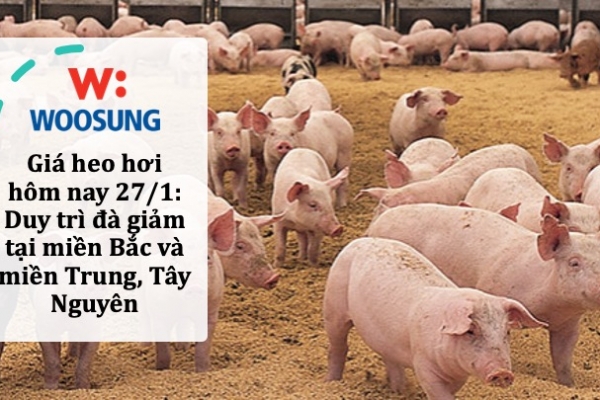 Giá heo hơi hôm nay 27/1: Duy trì đà giảm tại miền Bắc và miền Trung, Tây Nguyên