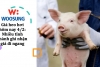 Giá heo hơi hôm nay 4/2: Nhiều tỉnh thành ghi nhận giá đi ngang