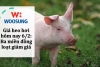 Giá heo hơi hôm nay 6/2: Ba miền đồng loạt giảm giá