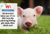 Giá heo hơi hôm nay 27/2: Một loạt địa phương không ghi nhận điều chỉnh mới