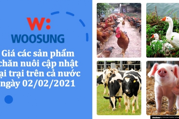 Giá các sản phẩm chăn nuôi cập nhật tại trại trên cả nước ngày 02/02/2021