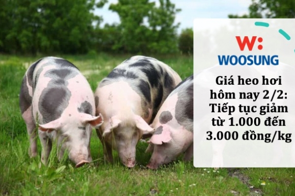 Giá heo hơi hôm nay 2/2: Tiếp tục giảm từ 1.000 đến 3.000 đồng/kg