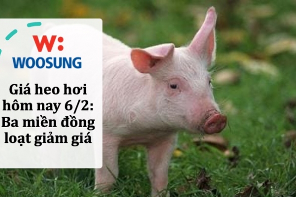 Giá heo hơi hôm nay 6/2: Ba miền đồng loạt giảm giá