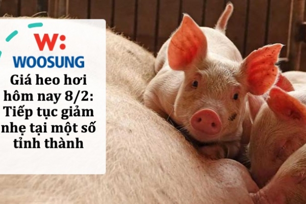 Giá heo hơi hôm nay 8/2: Tiếp tục giảm nhẹ tại một số tỉnh thành