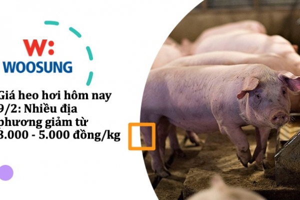 Giá heo hơi hôm nay 9/2: Nhiều địa phương giảm từ 3.000 - 5.000 đồng/kg
