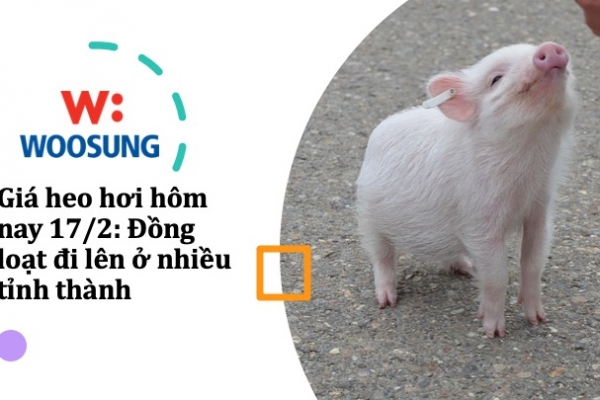 Giá heo hơi hôm nay 17/2: Đồng loạt đi lên ở nhiều tỉnh thành