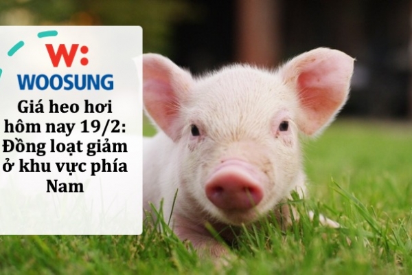 Giá heo hơi hôm nay 19/2: Đồng loạt giảm ở khu vực phía Nam
