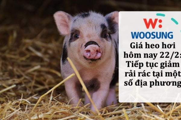 Giá heo hơi hôm nay 22/2: Tiếp tục giảm rải rác tại một số địa phương