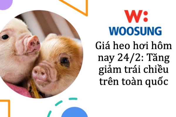 Giá heo hơi hôm nay 24/2: Tăng giảm trái chiều trên toàn quốc