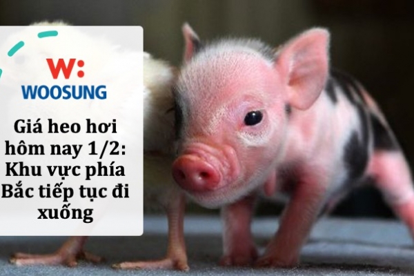 Giá heo hơi hôm nay 1/2: Khu vực phía Bắc tiếp tục đi xuống