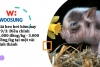 Giá heo hơi hôm nay 19/3: Điều chỉnh 1.000 đồng/kg - 3.000 đồng/kg tại một vài tỉnh thành