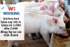 Giá heo hơi hôm nay 20/3: Giảm từ 1.000 đến 2.000 đồng/kg tại các tỉnh thành