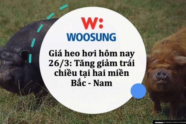 Giá heo hơi hôm nay 26/3: Tăng giảm trái chiều tại hai miền Bắc - Nam