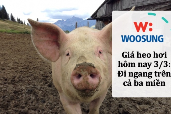 Giá heo hơi hôm nay 3/3: Đi ngang trên cả ba miền