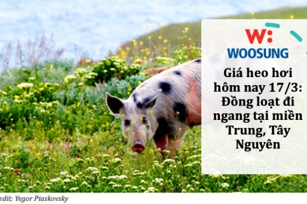Giá heo hơi hôm nay 17/3: Đồng loạt đi ngang tại miền Trung, Tây Nguyên