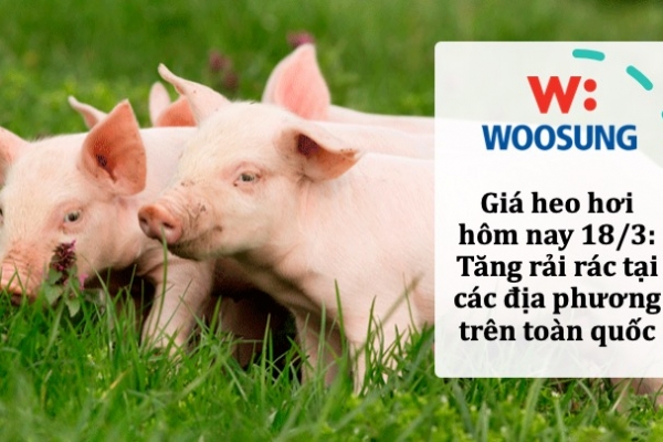 Giá heo hơi hôm nay 18/3: Tăng rải rác tại các địa phương trên toàn quốc