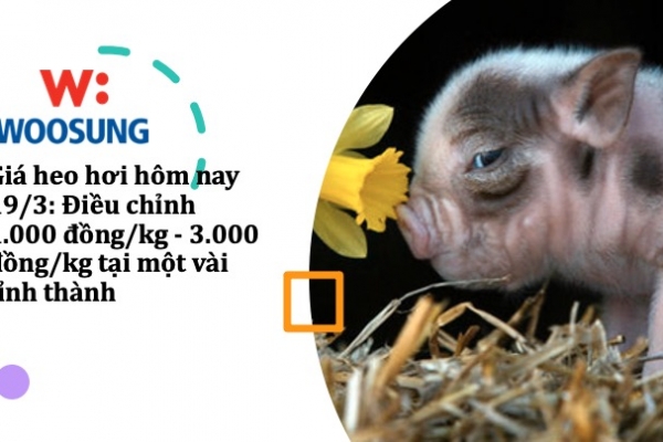 Giá heo hơi hôm nay 19/3: Điều chỉnh 1.000 đồng/kg - 3.000 đồng/kg tại một vài tỉnh thành