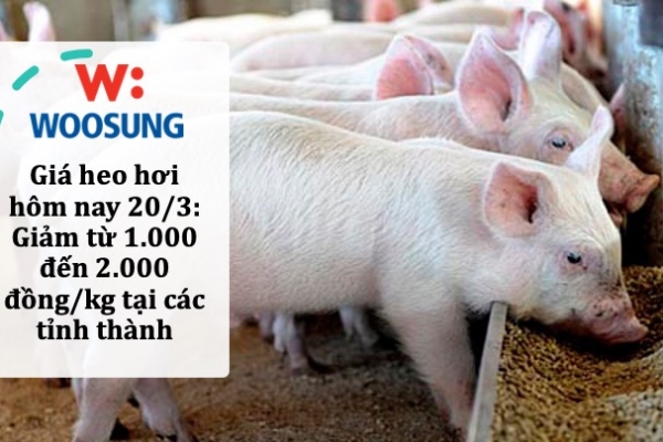 Giá heo hơi hôm nay 20/3: Giảm từ 1.000 đến 2.000 đồng/kg tại các tỉnh thành