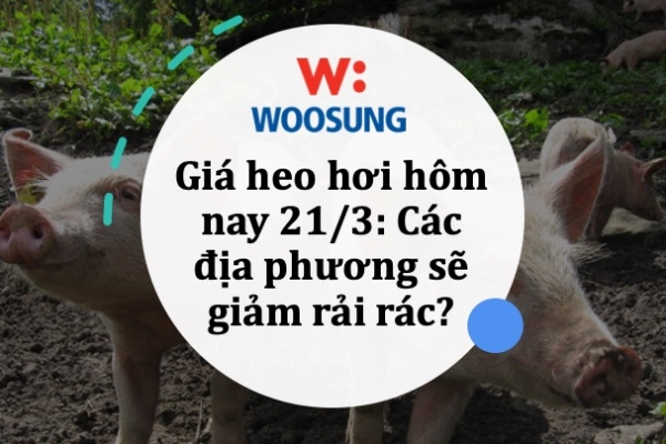 Giá heo hơi hôm nay 21/3: Các địa phương sẽ giảm rải rác?