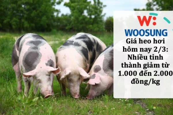 Giá heo hơi hôm nay 2/3: Nhiều tỉnh thành giảm từ 1.000 đến 2.000 đồng/kg