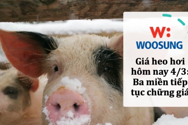 Giá heo hơi hôm nay 4/3: Ba miền tiếp tục chững giá