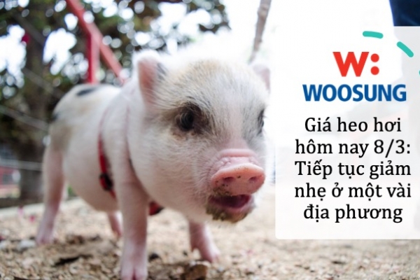 Giá heo hơi hôm nay 8/3: Tiếp tục giảm nhẹ ở một vài địa phương