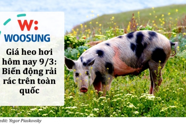 Giá heo hơi hôm nay 9/3: Biến động rải rác trên toàn quốc