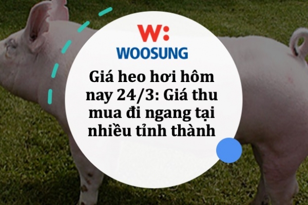 Giá heo hơi hôm nay 24/3: Giá thu mua đi ngang tại nhiều tỉnh thành