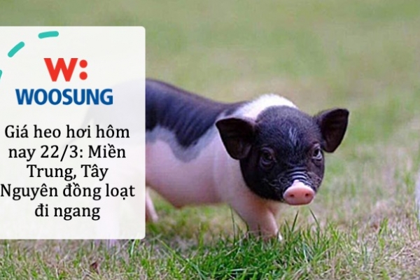 Giá heo hơi hôm nay 22/3: Miền Trung, Tây Nguyên đồng loạt đi ngang