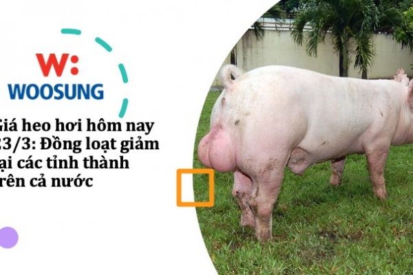 Giá heo hơi hôm nay 23/3: Đồng loạt giảm tại các tỉnh thành trên cả nước