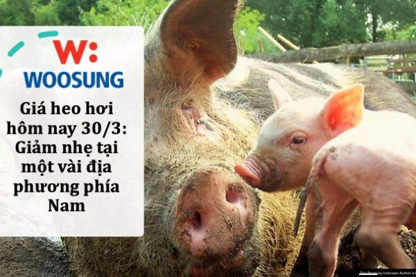 Giá heo hơi hôm nay 30/3: Giảm nhẹ tại một vài địa phương phía Nam